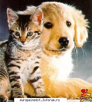 cainele&pisica - wolf - Funny