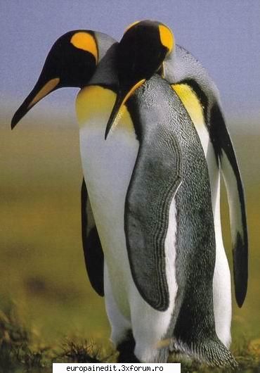 pinguini - wolf - Funny