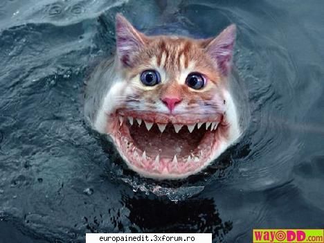 shark_cat